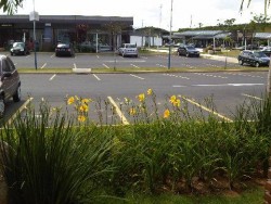 IMG01112-20100413-1316.jpg